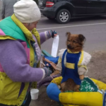 На Вінниччині отруїли собаку-волонтера, який допомагав збирати кошти для ЗСУ