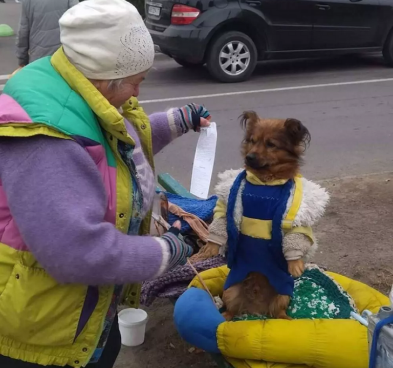На Вінниччині отруїли собаку-волонтера, який допомагав збирати кошти для ЗСУ