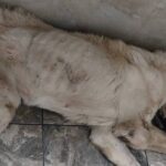 Місія врятувати життя: вінницька волонтерка бореться за собаку, що зазнала жорстокого поводження