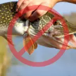 На Вінниччині вже скоро діятиме заборона на вилов щуки