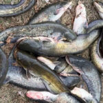 Від рук браконьєрів на Вінниччині врятували 25 сомів (ВІДЕО)