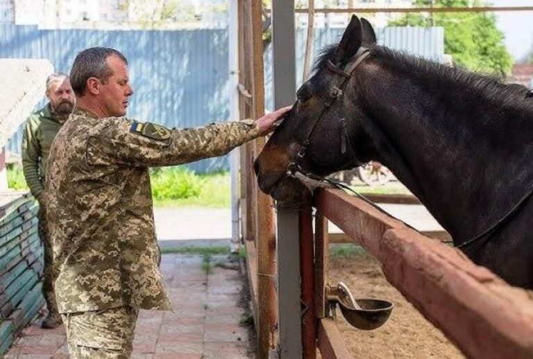 Терапевтичну верхову їзду і психотерапію за допомогою коней надаватимуть ветеранам на Вінниччині