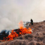 Горіло у всіх районах Вінниччини: рятувальники погасили 68 пожеж в екосистемах