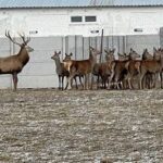 На Вінниччині розвивається унікальна екоферма з розведення оленів і бізонів