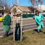 У Вінниці встановлюють мішки для поливу молодих дерев