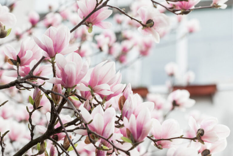 2_magnoliia-u-lutsku2
