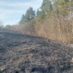 На Вінниччині ледь не згорів ліс через паління сухої трави