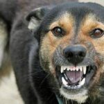 Зростання випадків сказу: у січні хворобу підтвердили у 29 тварин