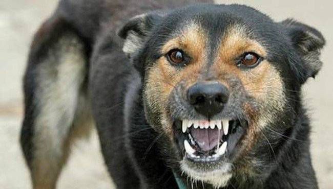 Зростання випадків сказу: у січні хворобу підтвердили у 29 тварин