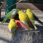 Весняне пробудження у Подільському зоопарку: як тварини зустрічають перші теплі дні