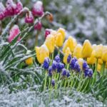 Від -9°C до +15°C: березень здивує українців температурними змінами