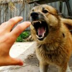 На Вінниччині у неблагополучному селищі провели масову вакцинацію тварин