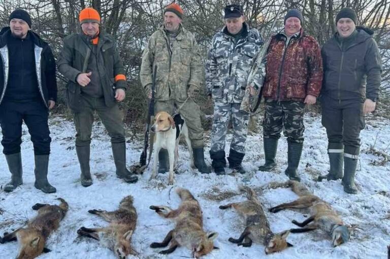 На Вінниччині відстріляли лисиць, шакалів та вовків: причина