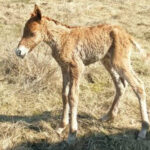 У Національному природному парку на Вінниччині народилось ще одне лоша