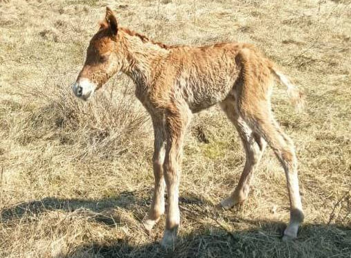 У Національному природному парку на Вінниччині народилось ще одне лоша