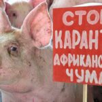 Африканська чума знову на Вінниччині: у двох громадах ввели карантин