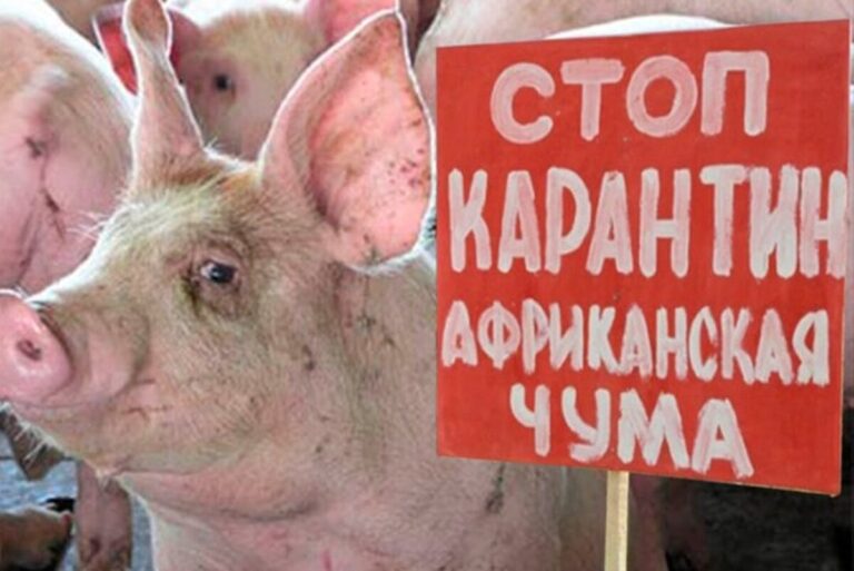 Африканська чума знову на Вінниччині: у двох громадах ввели карантин