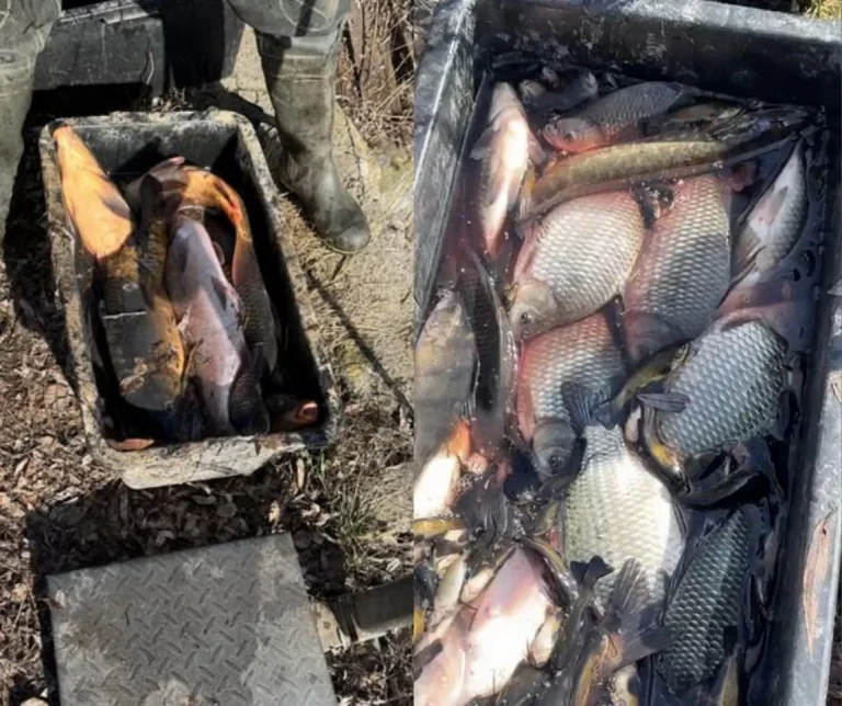 Рекордний улов: у Гайсинському районі чоловік «нарибалив» на 2 млн грн