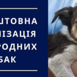 На Вінниччині безкоштовно стерилізують домашніх і безпритульних собак