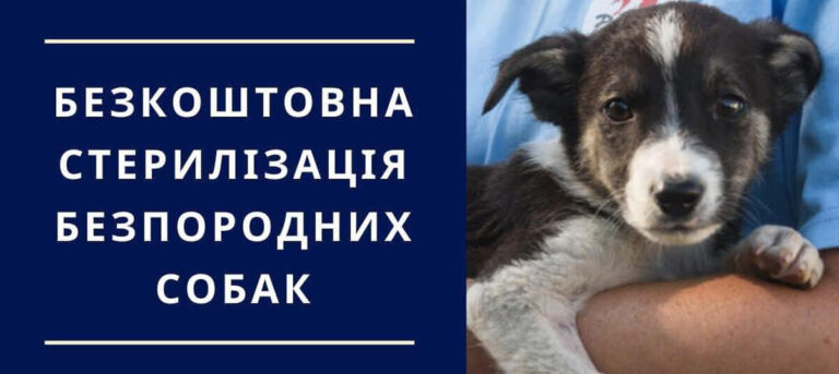 На Вінниччині безкоштовно стерилізують домашніх і безпритульних собак