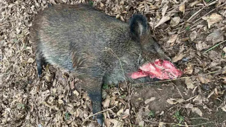 Спалах африканської чуми свиней на Вінниччині: оголошено карантин у двох селах