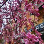 У Вінниці розпочався сезон цвітіння сакур та магнолій (ФОТО)