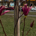 У Вінниці висадили нову алею магнолій (ФОТО)