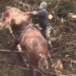 Біля відомого готелю у Буковелі чоловік жорстоко лупцював коня (ВІДЕО)