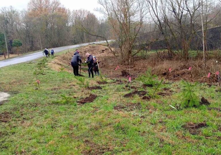 На Калинівщині уздовж дороги висадили десятки сосен та ялинок