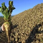 Вінницькі аграрії вже засіяли 50% прогнозованих площ цукрових буряків