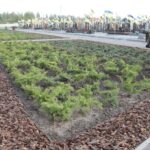 На Сабарівському кладовищі облаштували патріотичний квітник