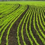 На Вінниччині озимі культури успішно пережили похолодання