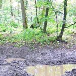 В заповіднику на Вінниччині у фотопастку потрапили дикі кабани