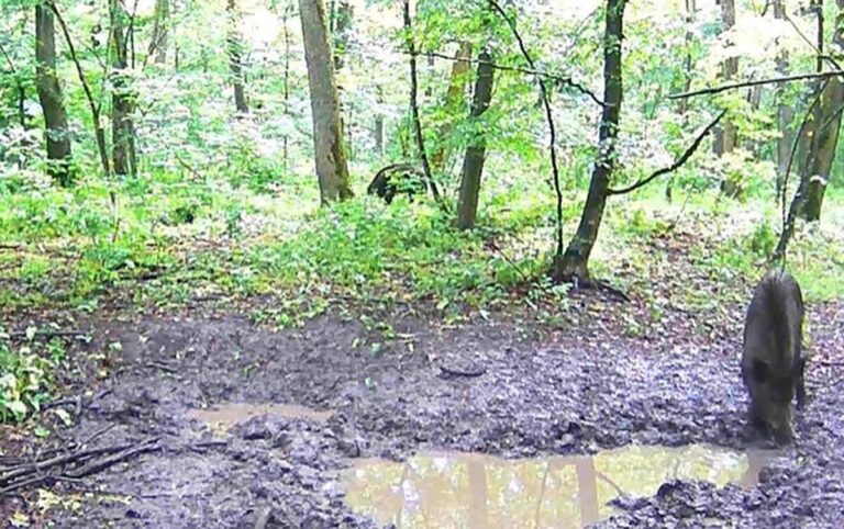 В заповіднику на Вінниччині у фотопастку потрапили дикі кабани
