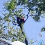 Чоловік 6 годин ховався від співробітників ТЦК на дереві (ВІДЕО)