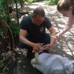 Хтось прострелив птаху в очі: волонтери з Бара врятували сліпого лебедя (ФОТО+ВІДЕО)