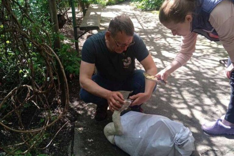 Хтось прострелив птаху в очі: волонтери з Бара врятували сліпого лебедя (ФОТО+ВІДЕО)