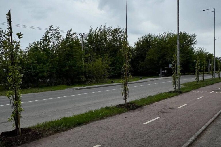 У Вінниці вздовж Сабарівського шосе висадили 130 дубів (ФОТО)