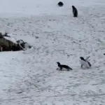 Полярники показали кумедне відео з перегонів пінгвінів