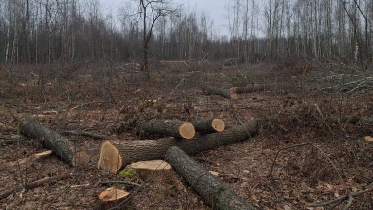 «Чорний лісоруб» на Вінниччині незаконно вирубав десятки дерев