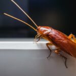 Більше ніяких отрут: як знищити тарганів на кухні, не ризикуючи їжею