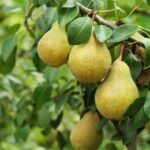 Груша — королева саду: велике господарство Вінниччини робитиме ставку на нову фаворитку