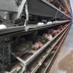 Знайшли сили почати все спочатку: на Вінниччині запрацювала релокована птахоферма