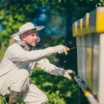 Бджолярі Вінницької громади можуть отримати фінансову допомогу