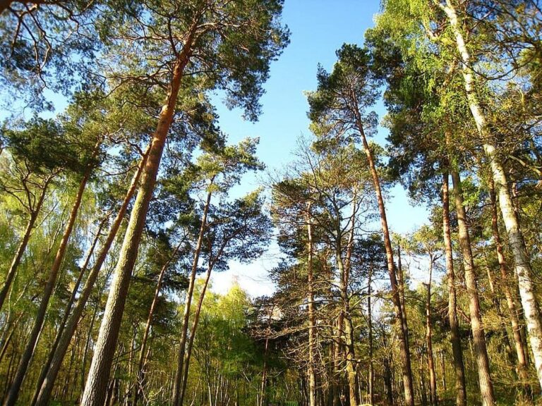 У Тульчинській громаді проведуть хімічну обробку лісу