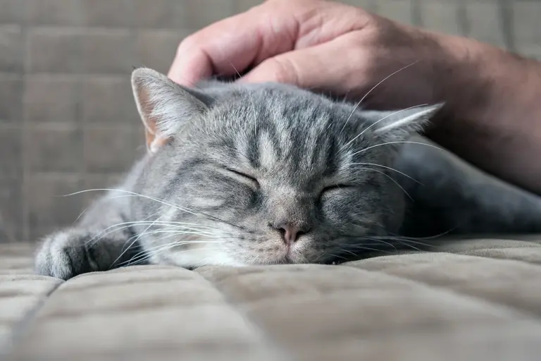 Чому муркочуть коти — вчені врешті знайшли відповідь