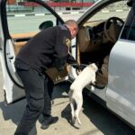 Службовий пес викрив контрабанду на Вінниччині