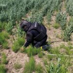 У Липовецькій громаді знайшли артснаряд Другої світової війни
