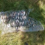 У Гайсинському районі браконьєр завдав збитків на понад 84 тисячі гривень