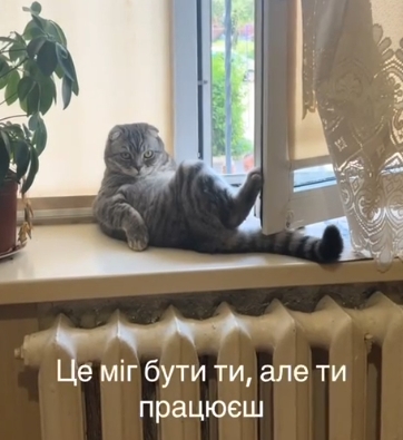 Кіт із Вінниці став «мільйонером» у ТікТок (Відео)